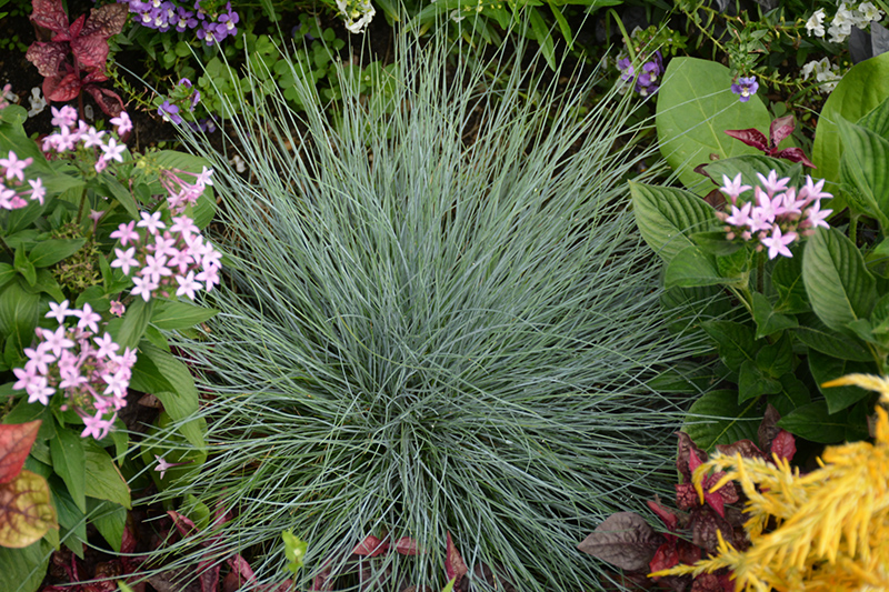 Beyond Blue Blue Fescue (Festuca glauca 'Casca11') at Ritchie Feed & Seed Inc.