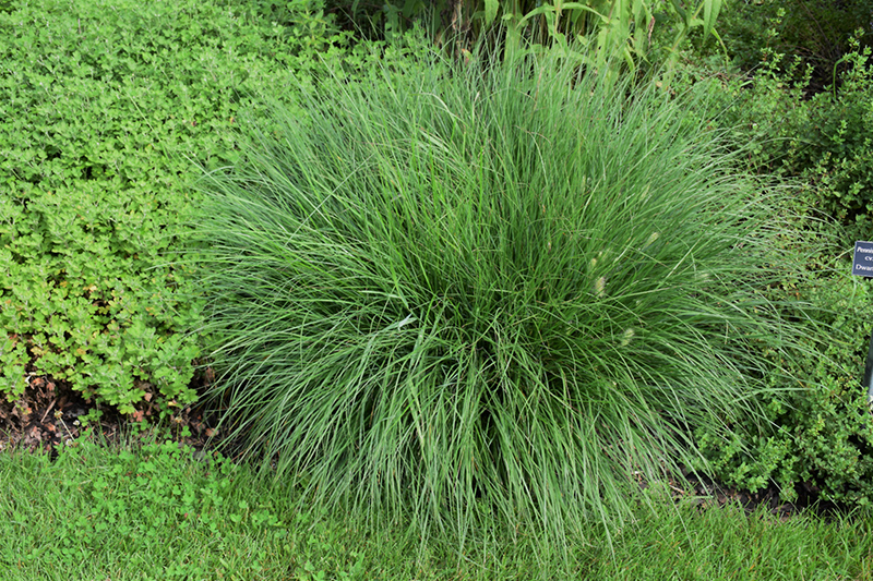 Little Bunny Dwarf Fountain Grass (Pennisetum alopecuroides 'Little Bunny') at Ritchie Feed & Seed Inc.