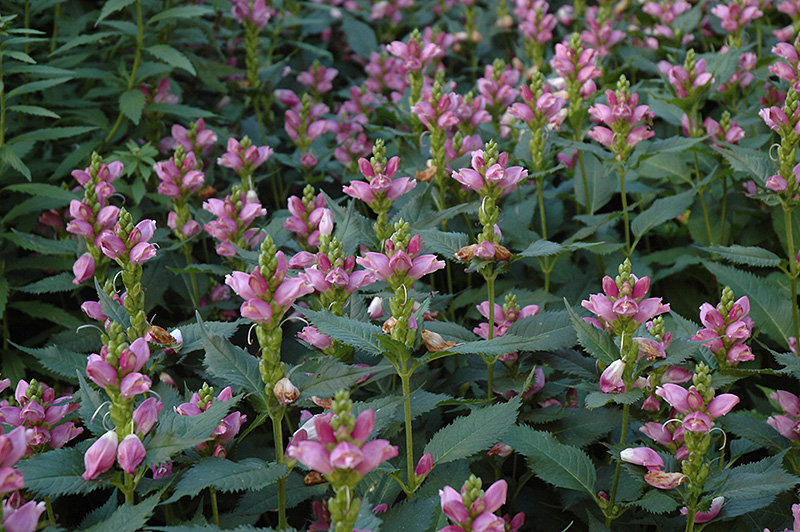 Pink Turtlehead (Chelone obliqua) at Ritchie Feed & Seed Inc.