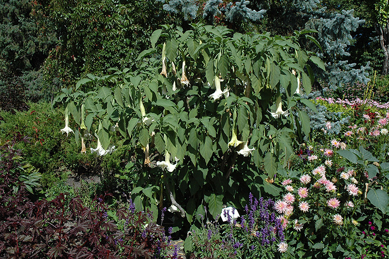 White Angel's Trumpet (Brugmansia candida) at Ritchie Feed & Seed Inc.