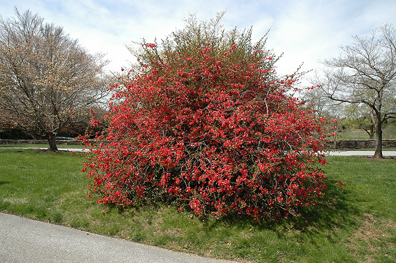 Texas Scarlet Flowering Quince (Chaenomeles speciosa 'Texas Scarlet') at Ritchie Feed & Seed Inc.