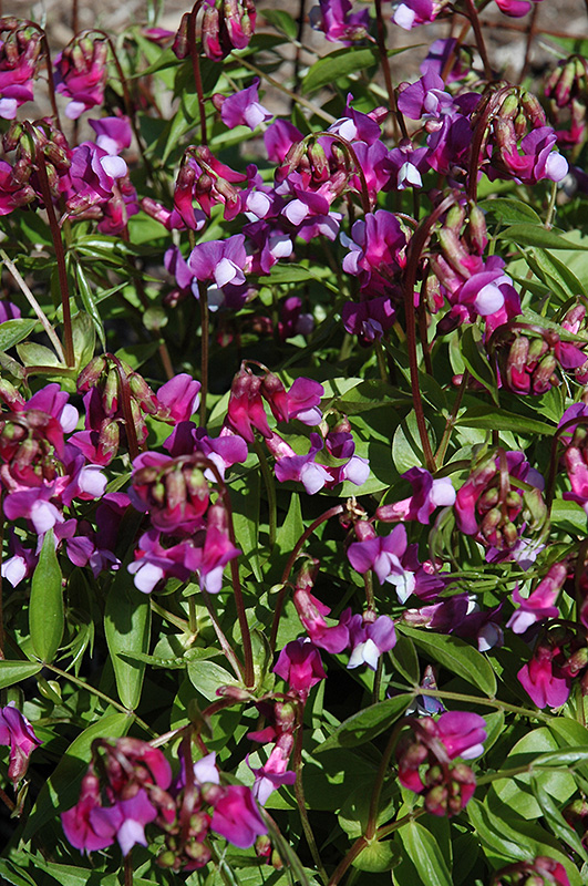 Spring Vetchling (Lathyrus vernus) at Ritchie Feed & Seed Inc.