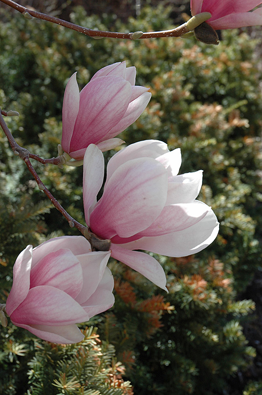 Saucer Magnolia (Magnolia x soulangeana) at Ritchie Feed & Seed Inc.