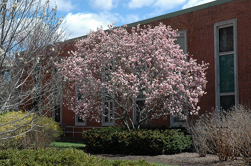 Saucer Magnolia (Magnolia x soulangeana) at Ritchie Feed & Seed Inc.