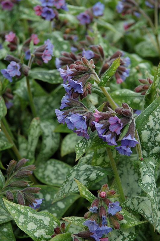 High Contrast Lungwort (Pulmonaria 'High Contrast') at Ritchie Feed & Seed Inc.