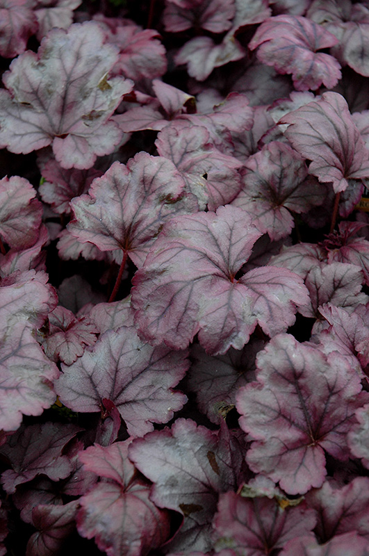 Plum Royale Coral Bells (Heuchera 'Plum Royale') at Ritchie Feed & Seed Inc.