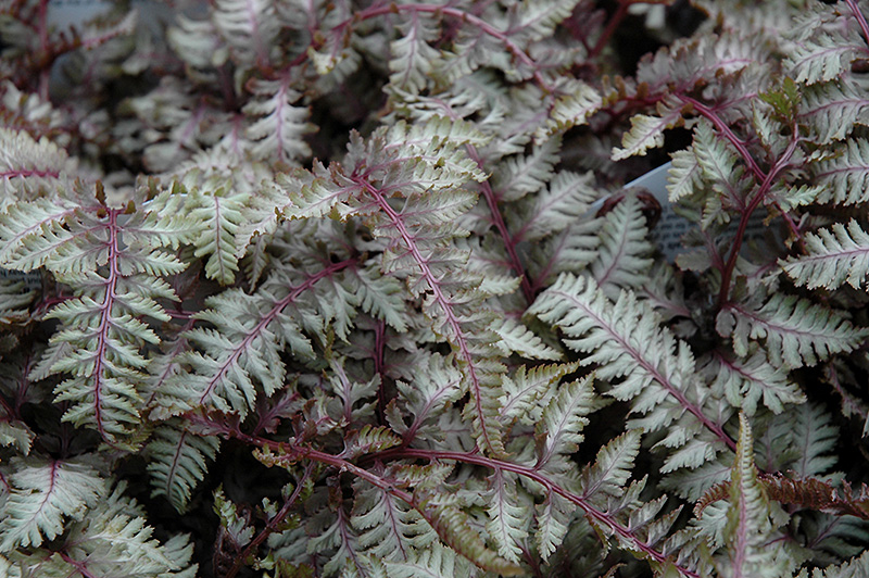 Regal Red Painted Fern (Athyrium nipponicum 'Regal Red') at Ritchie Feed & Seed Inc.
