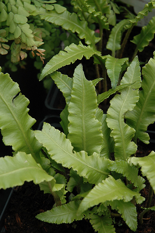 Crested Hart's Tongue Fern (Phyllitis scolopendrium 'Cristata') at Ritchie Feed & Seed Inc.