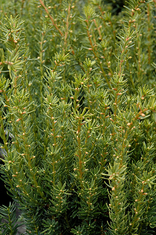 Fairview Yew (Taxus x media 'Fairview') at Ritchie Feed & Seed Inc.
