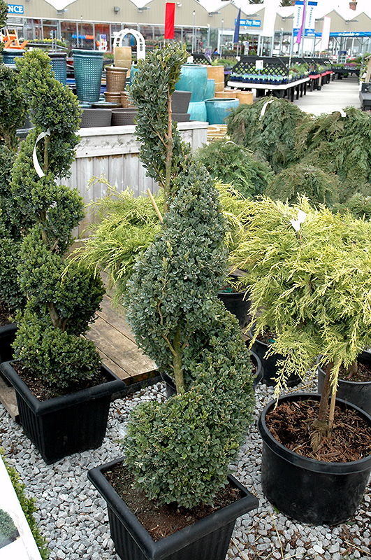 Green Mountain Boxwood (spiral form) (Buxus 'Green Mountain (spiral)') at Ritchie Feed & Seed Inc.
