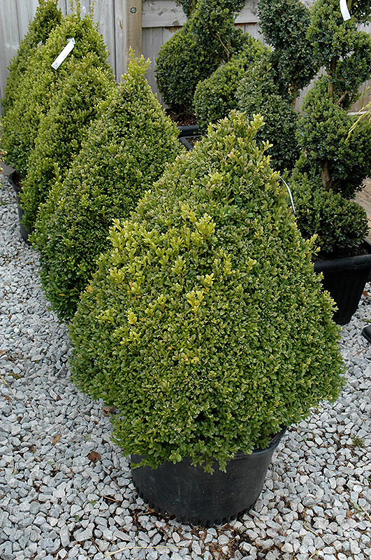 Green Mountain Boxwood (pyramid form) (Buxus 'Green Mountain (pyramid)') at Ritchie Feed & Seed Inc.