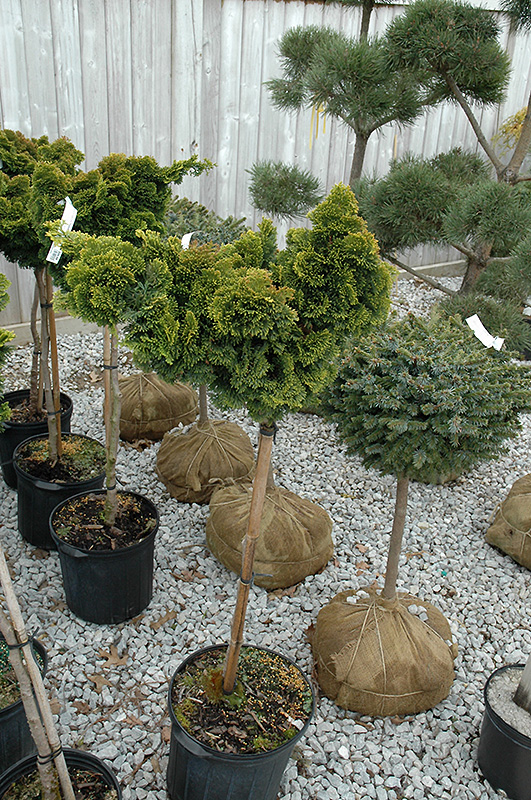 Slender Hinoki Falsecypress (tree form) (Chamaecyparis obtusa 'Gracilis (tree form)') at Ritchie Feed & Seed Inc.