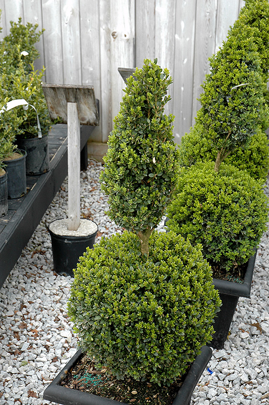 Green Mountain Boxwood (poodle form) (Buxus 'Green Mountain (poodle)') at Ritchie Feed & Seed Inc.