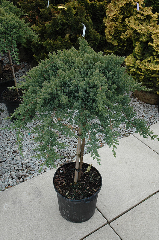 Dwarf Japanese garden Juniper (tree form) (Juniperus procumbens 'Nana (tree form)') at Ritchie Feed & Seed Inc.