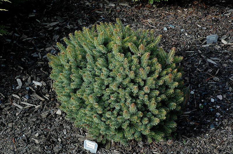 Machala Hybrid Spruce (Picea x mariorika 'Machala') at Ritchie Feed & Seed Inc.