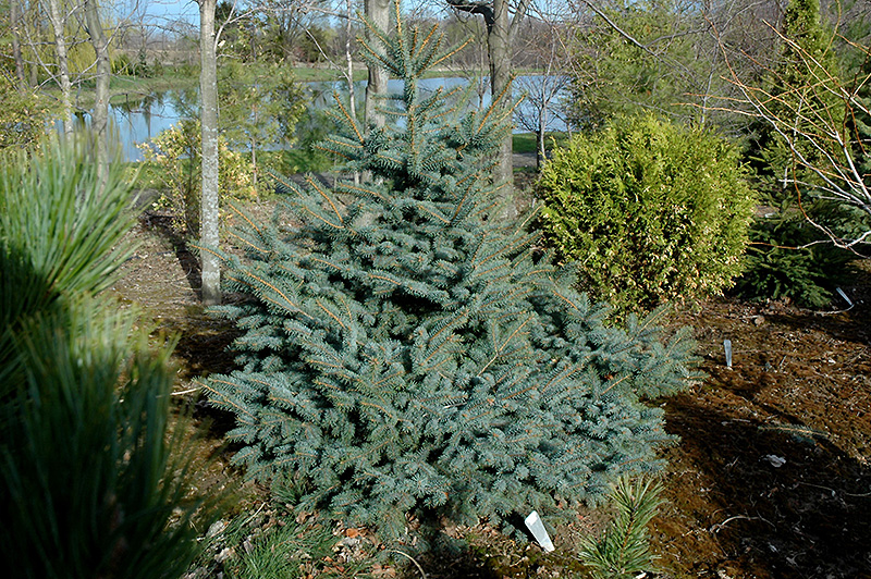 Eric Frahm Blue Colorado Spruce (Picea pungens 'Eric Frahm') at Ritchie Feed & Seed Inc.