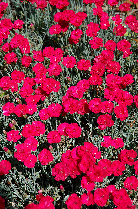 Frosty Fire Pinks (Dianthus 'Frosty Fire') at Ritchie Feed & Seed Inc.