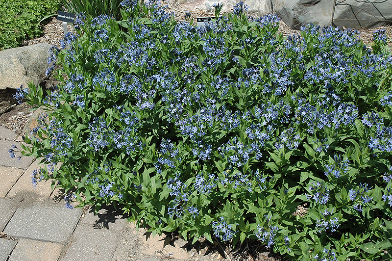 Blue Ice Star Flower (Amsonia tabernaemontana 'Blue Ice') at Ritchie Feed & Seed Inc.