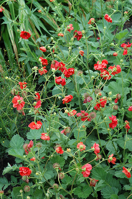 Blazing Sunset Avens (Geum 'Blazing Sunset') at Ritchie Feed & Seed Inc.