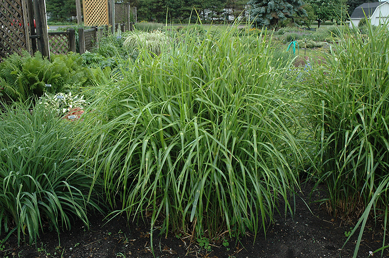 Porcupine Grass (Miscanthus sinensis 'Strictus') at Ritchie Feed & Seed Inc.