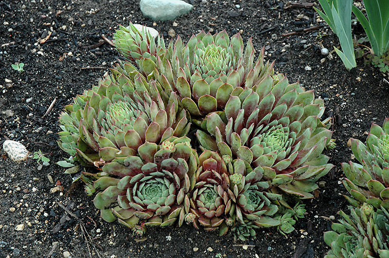 Ruby Heart Hens And Chicks (Sempervivum 'Ruby Heart') at Ritchie Feed & Seed Inc.