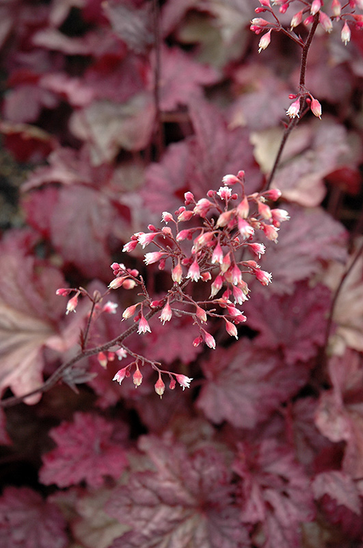 Berry Smoothie Coral Bells (Heuchera 'Berry Smoothie') at Ritchie Feed & Seed Inc.