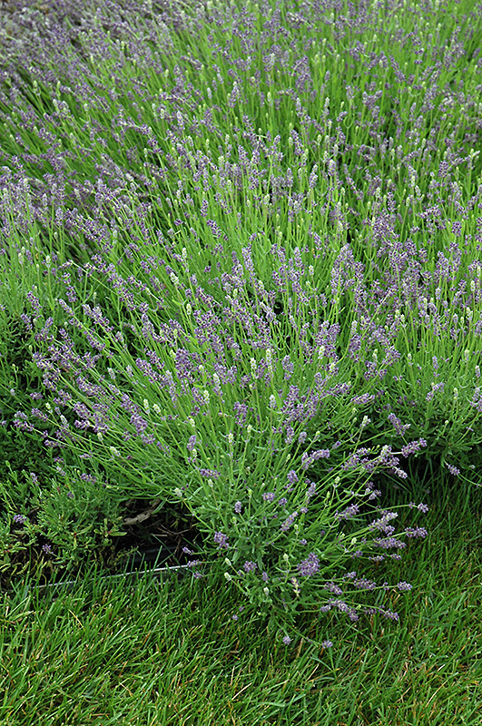 Essence Purple Lavender (Lavandula angustifolia 'Essence Purple') at Ritchie Feed & Seed Inc.