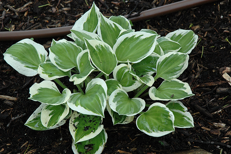 Diamonds Are Forever Hosta (Hosta 'Diamonds Are Forever') at Ritchie Feed & Seed Inc.