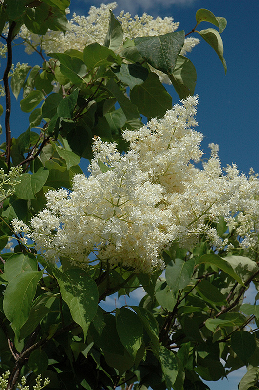 Ivory Silk Tree Lilac (tree form) (Syringa reticulata 'Ivory Silk (tree form)') at Ritchie Feed & Seed Inc.