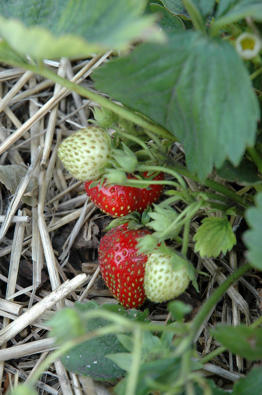 Quinault Strawberry (Fragaria 'Quinault') at Ritchie Feed & Seed Inc.