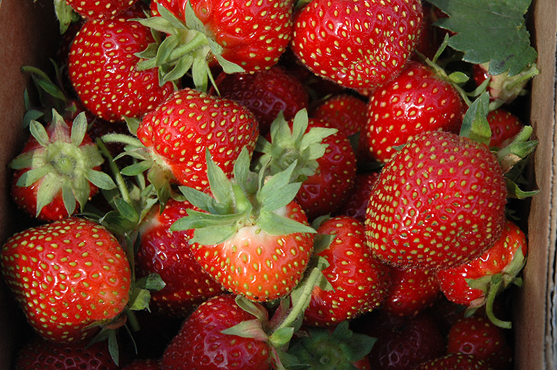 Allstar Strawberry (Fragaria 'Allstar') at Ritchie Feed & Seed Inc.