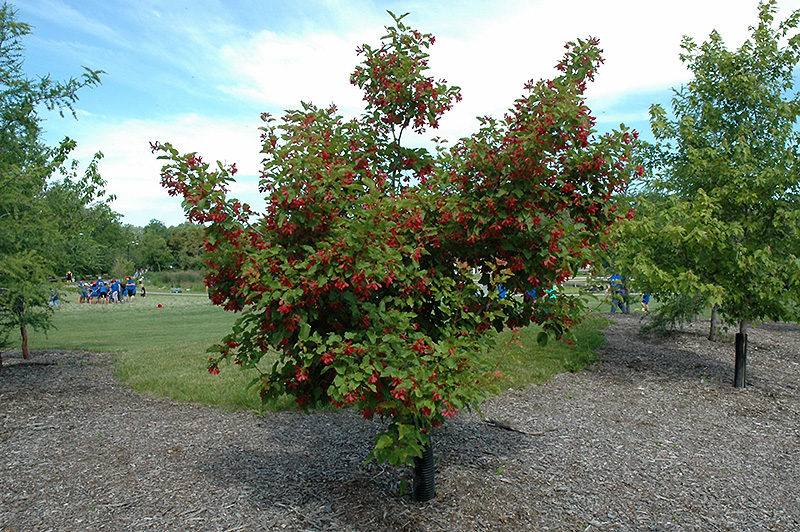 Hot Wings Tatarian Maple (Acer tataricum 'GarAnn') at Ritchie Feed & Seed Inc.