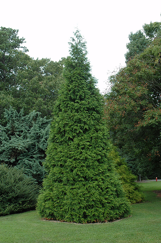 Green Giant Arborvitae (Thuja 'Green Giant') at Ritchie Feed & Seed Inc.