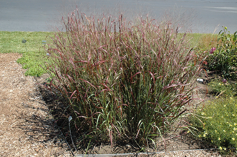Prairie Fire Red Switch Grass (Panicum virgatum 'Prairie Fire') at Ritchie Feed & Seed Inc.