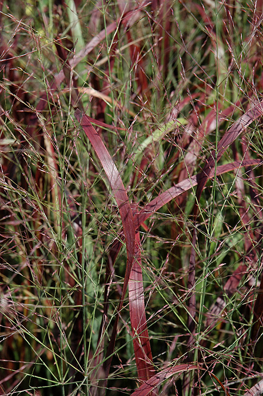 Prairie Fire Red Switch Grass (Panicum virgatum 'Prairie Fire') at Ritchie Feed & Seed Inc.