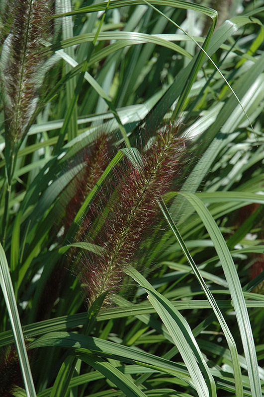 Red Head Fountain Grass (Pennisetum alopecuroides 'Red Head') at Ritchie Feed & Seed Inc.