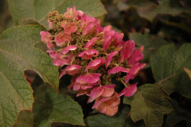 Ruby Slippers Hydrangea (Hydrangea quercifolia 'Ruby Slippers') at Ritchie Feed & Seed Inc.