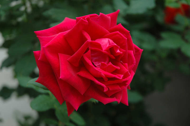 Crimson Glory Rose (Rosa 'Crimson Glory') at Ritchie Feed & Seed Inc.