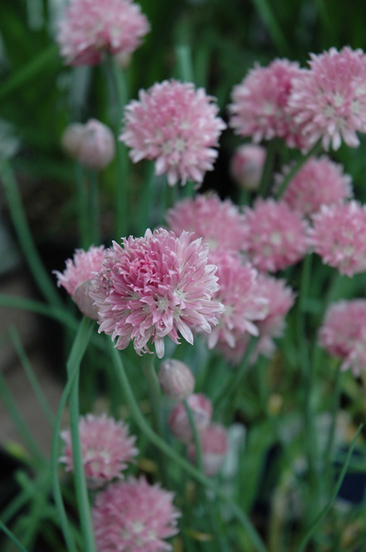 Forescate Chives (Allium schoenoprasum 'Forescate') at Ritchie Feed & Seed Inc.