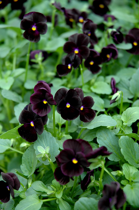 Sorbet Black Delight Pansy (Viola 'Sorbet Black Delight') at Ritchie Feed & Seed Inc.