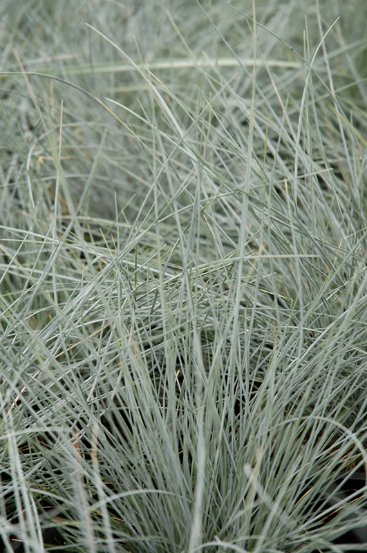 Beyond Blue Blue Fescue (Festuca glauca 'Casca11') at Ritchie Feed & Seed Inc.