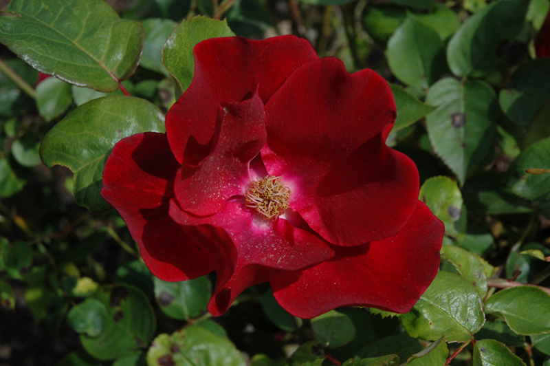 Dusky Maiden Rose (Rosa 'Dusky Maiden') at Ritchie Feed & Seed Inc.