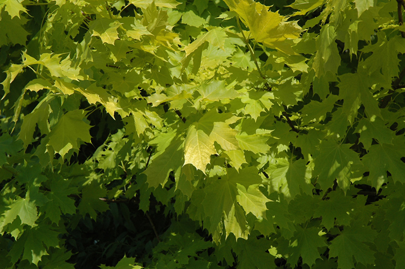 Princeton Gold Maple (Acer platanoides 'Princeton Gold') at Ritchie Feed & Seed Inc.