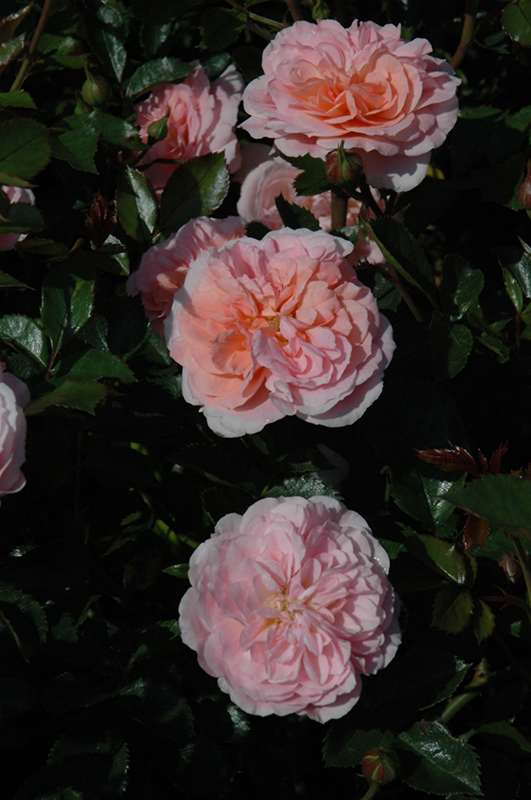Apricot Drift Rose (Rosa 'Meimirrote') at Ritchie Feed & Seed Inc.