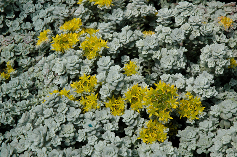 Cape Blanco Stonecrop (Sedum spathulifolium 'Cape Blanco') at Ritchie Feed & Seed Inc.