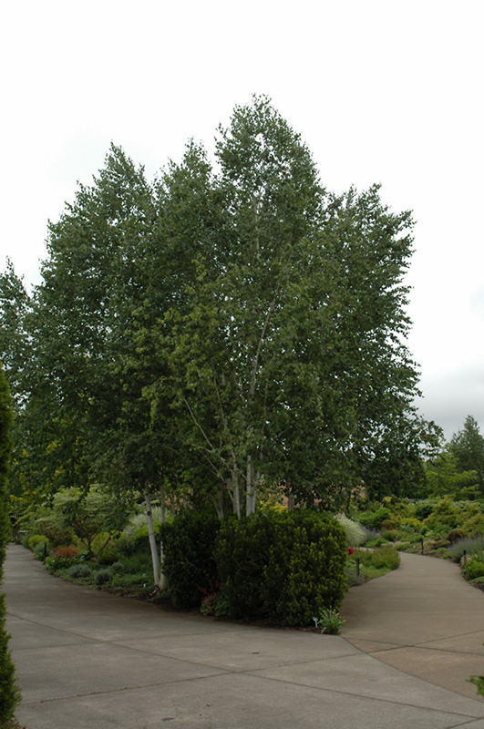 Whitebark Himalayan Birch (clump) (Betula utilis 'var. jacquemontii (clump)') at Ritchie Feed & Seed Inc.