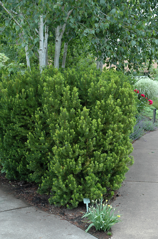 Hicks Yew (Taxus x media 'Hicksii') at Ritchie Feed & Seed Inc.