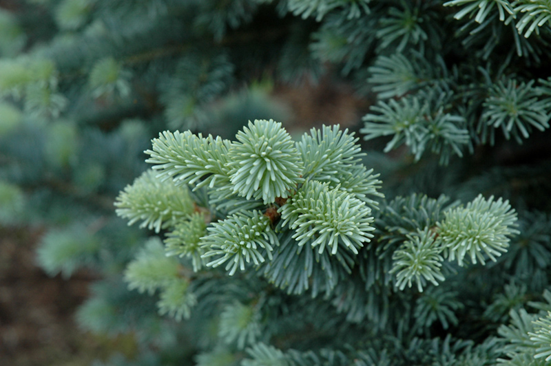 Compact Alpine Fir (Abies lasiocarpa 'Compacta') at Ritchie Feed & Seed Inc.