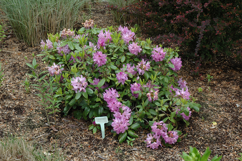 Minnetonka Rhododendron (Rhododendron 'Minnetonka') at Ritchie Feed & Seed Inc.