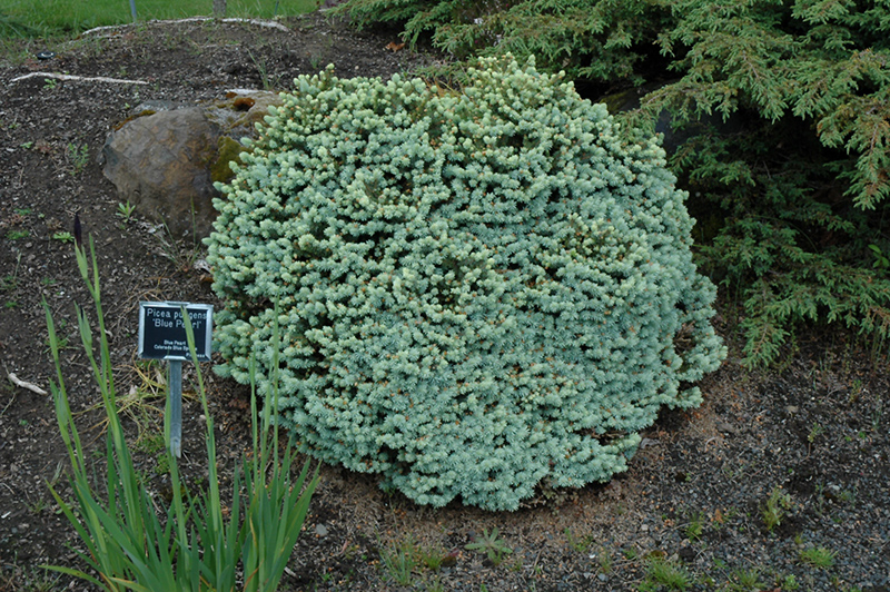 Blue Pearl Colorado Spruce (Picea pungens 'Blue Pearl') at Ritchie Feed & Seed Inc.